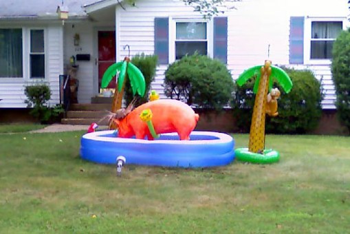 pig in yard Pig in the yard