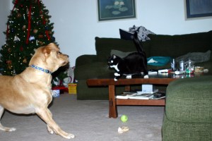 Karma boxing with the Grendel dog.