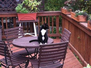 Karma, sweet kitty hanging on the neighbors deck.
