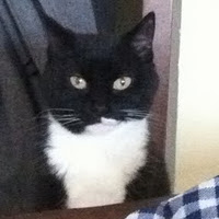 Karma, tuxedo cat missing since March 16. 