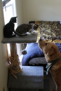 Hey kittehs! Iz me, Grendel dog. 