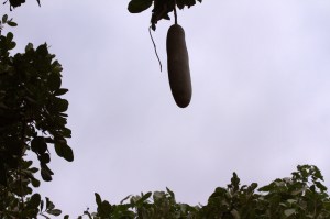 sausage tree