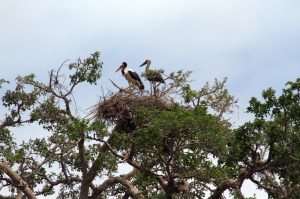 stork in lake manyara park