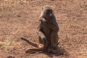 baboon hanging out