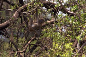 baboon in tree