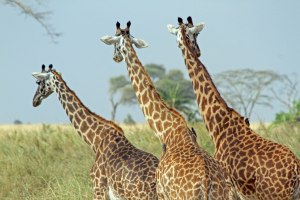 Giraffes in the Serengeti
