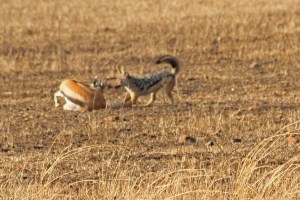 Jackal has some breakfast--a poor gazelle.