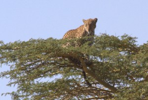 Mr. leopard high atop an acacia.