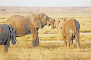 These two male elephants are fighting for supremacy.