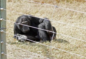 George the chimp poses for the cameras at the Ol Pejeta Conservancy.