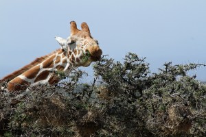 Giraffe eating the acacia tree.