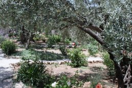 The Garden of Gethsemane.
