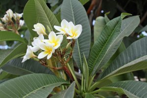 Flowers bloom in the area around Galilee.